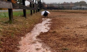 Digging Trenches Gives Pup Wings