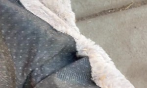 Oinking Pig Burrowed Into Bed