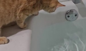 Cat Falls Into Tub