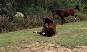 Horse Takes a Dramatic Fall