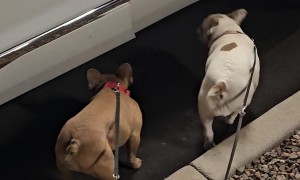 Frenchies Welcome Their Mom Home