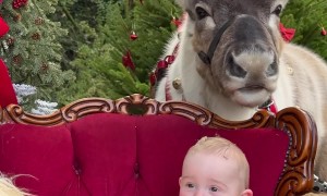 Reindeer Eats Food From Kiddo's Head