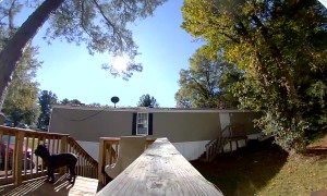 Cane Corso Wants to Come Inside