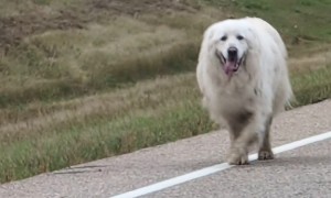 Dog and Deer Take a Morning Stroll Together