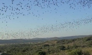 Bats Flying Out of a Cave