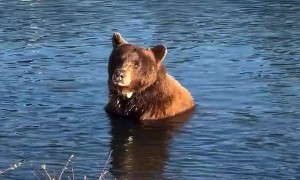 Lakeside Bath With a Brown Bear