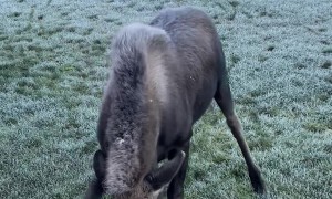 Baby Moose Is Over Halloween Decorations
