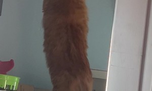 Cat Knocks Stuff Off Shelf While Sneaking Treats