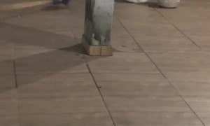 Brave Men Find a Mouse