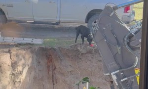 Lab Plays Fetch With Fellow Digging Enthusiasts