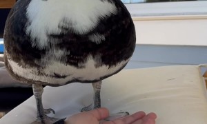 Human Arm Becomes Duck Elevator