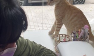 Cat Picks A Fight With Manicurist