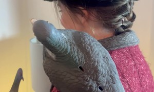 Pigeon Lady Costume from Home Alone