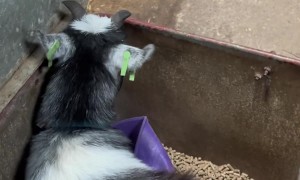 Pickle the Pygmy Goat