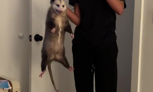 Girl Catches an Opossum in the Garage