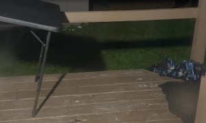 New England Black Bear Getting Into Trash