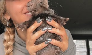 Mornings With Hazel the Baby Porcupine