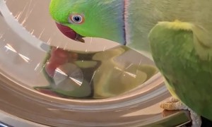 Indian Ringneck Parrot Sings to His Reflection