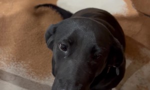 Shop Dog Helpfully Sweeps Cork Dust