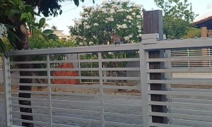 A Wild Bird Showed Me His Catch