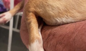 Dog Clings to Arm Getting Her Feet Cleaned