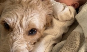 Goldendoodle Babysitter