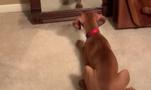 Puppy Wants to Play With Her Reflection