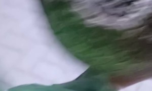 Woman Moves Lost Armadillo to Safety