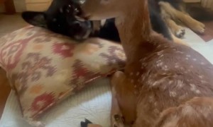Dog Comforts Rescued Fawn