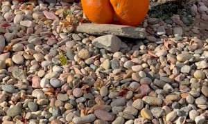 When the Pumpkin Needs a Parental Advisory