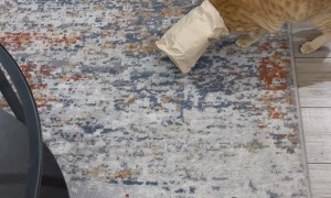 Orange Gets His Head Stuck in a Paper Bag
