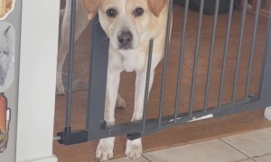 Dog Gets Neck Trapped In Shut Baby Gate