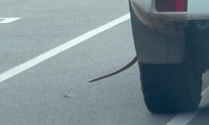 Snake Hitching a Ride