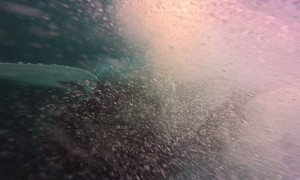 Swimming With Orcas And Humpback Whales