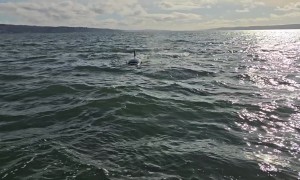 Orca Pod Teaches Calf How to Hunt