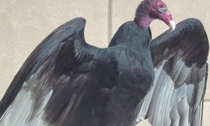 Turkey Vulture Visits Office Window