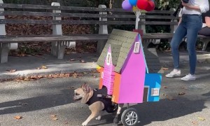 Pup Attends Halloween As House From Up
