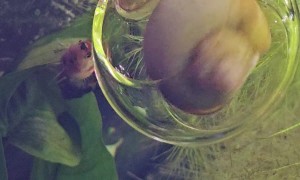 Snail Loves The Outflow Centrifuge