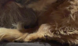 Dog Wants Dad to Herself