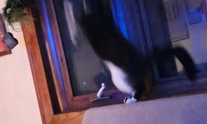 Cat Zoomies Takes Down Window Screen