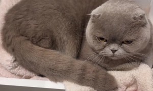 Curious Cats Hides in Bathroom Drawer