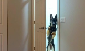 Closed Door Doesn't Stop Shepherd's Morning Greeting