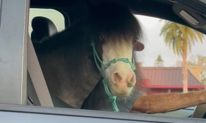 Miniature Horse Is Perfect Passenger Princess