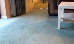 Old Blind Dog Runs Into Owner