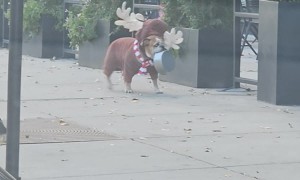 Bulldog in a Reindeer Outfit