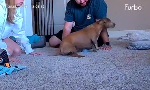 Dog Faints When Owners Come Home From Honeymoon