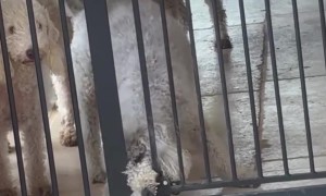 Every Dog for Himself