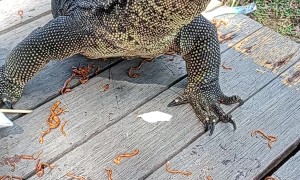 Semiwild Varanus Salvator Eats Chicken Pasta