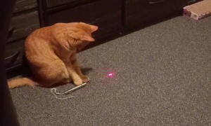 Cat Aims Laser Pointer