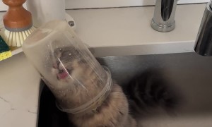 Cat Licks Leftovers From Tupperware